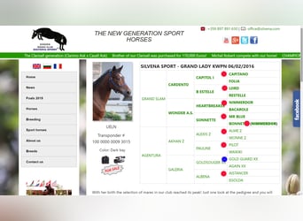 KWPN, Mare, 9 years, 16 hh, Bay