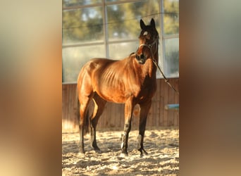 KWPN, Mare, 9 years, 16 hh, Bay