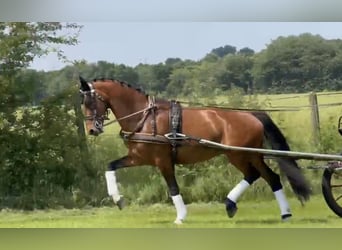 KWPN, Mare, 9 years, 16 hh, Brown