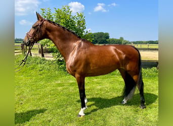 KWPN, Mare, 9 years, 16 hh, Brown