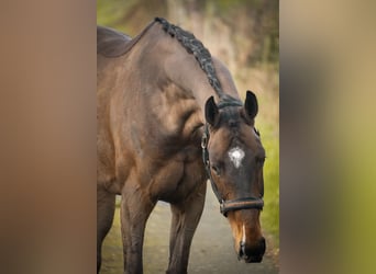 KWPN, Mare, 9 years, 16 hh, Brown