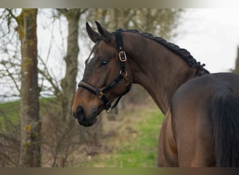 KWPN, Mare, 9 years, 16 hh, Brown