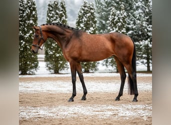 KWPN, Mare, 9 years, 16 hh, Brown
