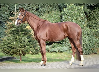 KWPN, Mare, 9 years, 16 hh, Chestnut-Red