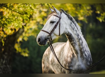 KWPN, Mare, 9 years, 16 hh, Grey-Dapple
