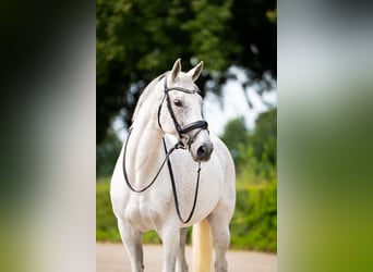 KWPN, Mare, 9 years, 16 hh, Grey