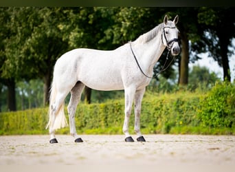 KWPN, Mare, 9 years, 16 hh, Grey