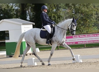 KWPN, Mare, 9 years, 16 hh, Grey
