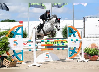 KWPN, Mare, 9 years, 16 hh, Grey