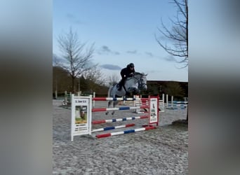 KWPN, Mare, 9 years, 16 hh, Grey