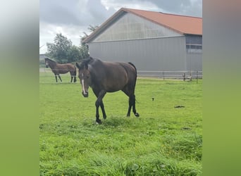 KWPN, Mare, 9 years, 16,1 hh, Bay-Dark