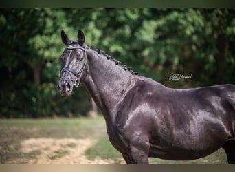 KWPN, Mare, 9 years, 16,1 hh, Black