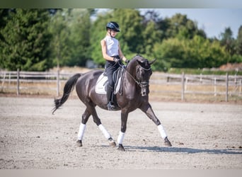 KWPN, Mare, 9 years, 16,1 hh, Black