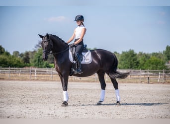 KWPN, Mare, 9 years, 16,1 hh, Black