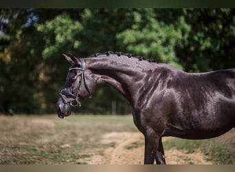 KWPN, Mare, 9 years, 16,1 hh, Black