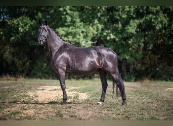 KWPN, Mare, 9 years, 16,1 hh, Black