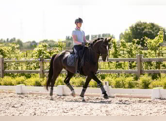 KWPN, Mare, 9 years, 16,1 hh, Black