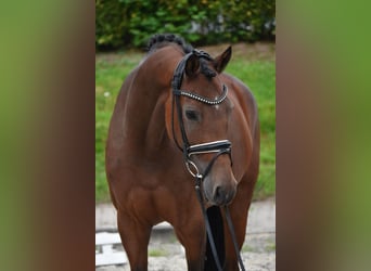 KWPN, Mare, 9 years, 16,1 hh, Brown