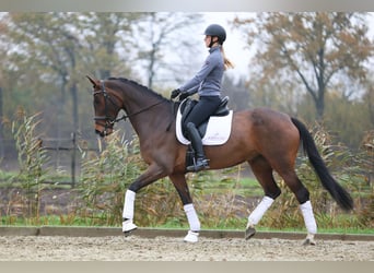 KWPN, Mare, 9 years, 16,1 hh, Brown