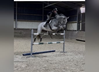 KWPN, Mare, 9 years, 16,1 hh, Grey-Fleabitten