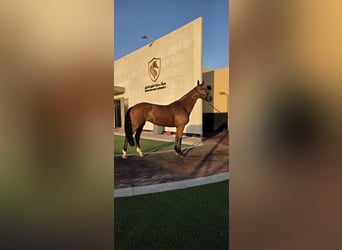 KWPN, Mare, 9 years, 16,2 hh, Bay-Dark