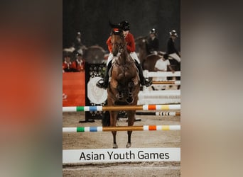 KWPN, Mare, 9 years, 16,2 hh, Bay-Dark