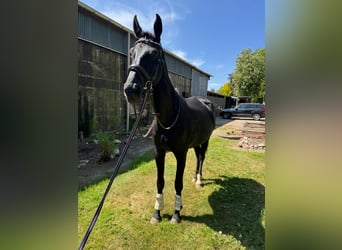 KWPN, Mare, 9 years, 16,2 hh, Black