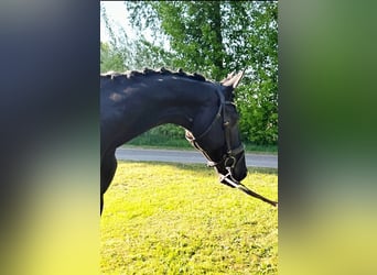 KWPN, Mare, 9 years, 16,2 hh, Black