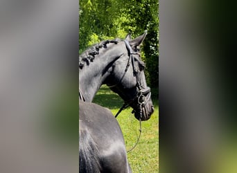 KWPN, Mare, 9 years, 16,2 hh, Black