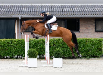 KWPN, Mare, 9 years, 16,2 hh, Brown