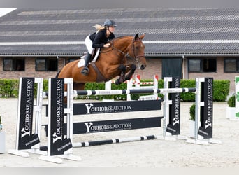 KWPN, Mare, 9 years, 16,2 hh, Brown