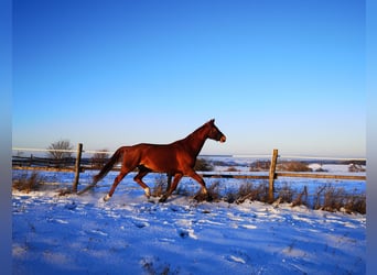 KWPN, Mare, 9 years, 16,2 hh, Chestnut-Red