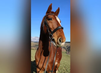 KWPN, Mare, 9 years, 16,2 hh, Chestnut-Red