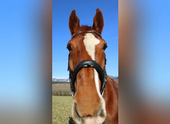 KWPN, Mare, 9 years, 16,2 hh, Chestnut-Red