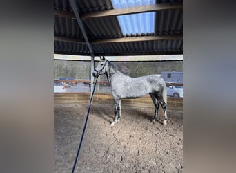 KWPN, Mare, 9 years, 16,2 hh, Grey-Dapple