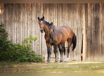KWPN, Mare, 9 years, 16,3 hh, Brown