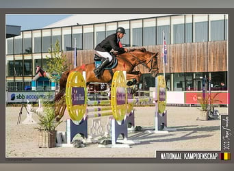 KWPN, Mare, 9 years, 17.1 hh, Chestnut-Red