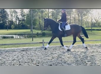 KWPN, Mare, 9 years, 17 hh, Bay-Dark
