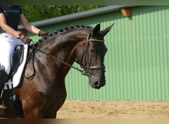 KWPN, Mare, 9 years, 17 hh, Black