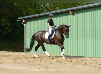 KWPN, Mare, 9 years, 17 hh, Black