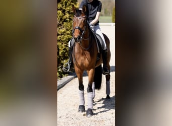 KWPN, Mare, 9 years, 17 hh, Brown