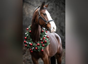 KWPN, Mare, 9 years, 17 hh, Brown