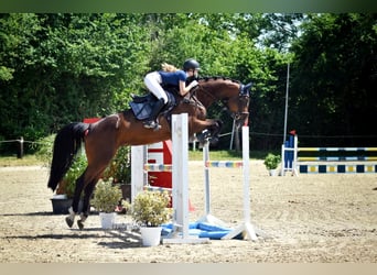 KWPN, Mare, 9 years, 17 hh, Brown