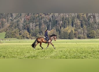 KWPN, Mare, 9 years, 17 hh, Brown