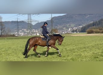 KWPN, Mare, 9 years, 17 hh, Brown