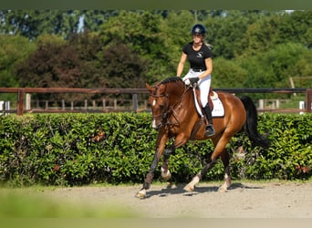 KWPN, Mare, 9 years, 17 hh, Brown