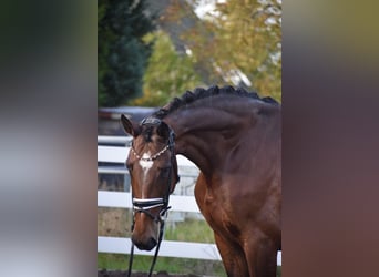 KWPN, Mare, 9 years, 17,1 hh, Brown KWPN, Mare, 9 years, 17,1 hh, Brown