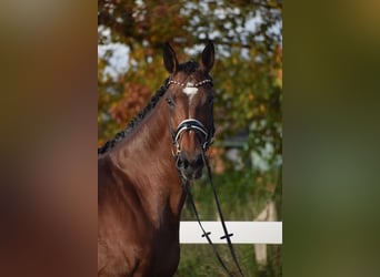 KWPN, Mare, 9 years, 17,1 hh, Brown KWPN, Mare, 9 years, 17,1 hh, Brown