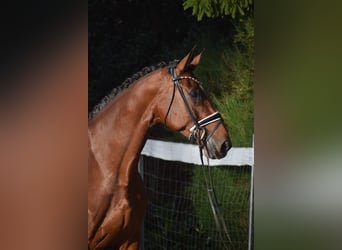 KWPN, Mare, 9 years, 17,1 hh, Brown KWPN, Mare, 9 years, 17,1 hh, Brown