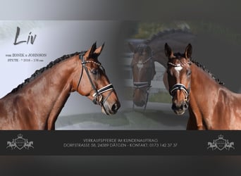 KWPN, Mare, 9 years, 17,1 hh, Brown KWPN, Mare, 9 years, 17,1 hh, Brown